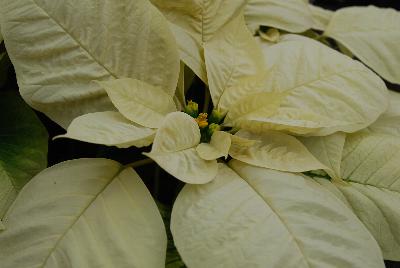 Christmas Glory Poinsettia Euphorbia pulcherrima White 
