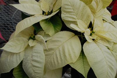 Christmas Glory Poinsettia Euphorbia pulcherrima White 