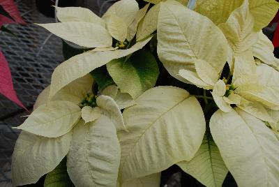 Christmas Glory Poinsettia Euphorbia pulcherrima White 