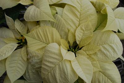 Christmas Glory Poinsettia Euphorbia pulcherrima White 