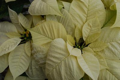 Christmas Glory Poinsettia Euphorbia pulcherrima White 