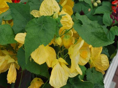 Bella Abutilon Yellow 