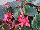 Ball Horticultural: Begonia-bronze-leaf  'Rose' 