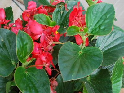 Whopper Begonia-green-leaf Red 