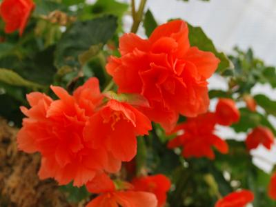 Breezy Begonia Orange 