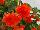 Ball Horticultural: Begonia  'Orange' 