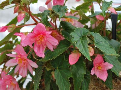 Ball Horticultural: Breezy Begonia Pink 