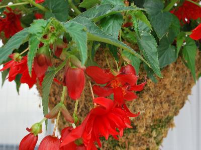 Breezy Begonia Red 