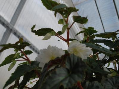 Breezy Begonia White 