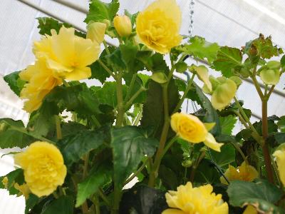 Breezy Begonia Yellow 