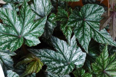 Golden State Bulb Growers: Begonia Gryphon 