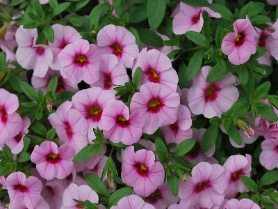 MiniFamous-iGeneration Calibrachoa Light-Pink-with-Eye 