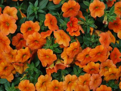 Ball Horticultural: MiniFamous-iGeneration Calibrachoa Orange 