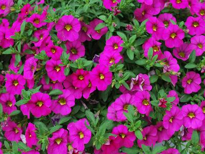 MiniFamous-iGeneration Calibrachoa Pink-14 