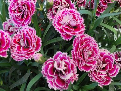 SuperTrouper Carnation-Pot Magenta-and-White 