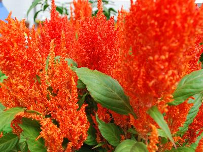 Ball Horticultural: First-Flame Celosia Orange 