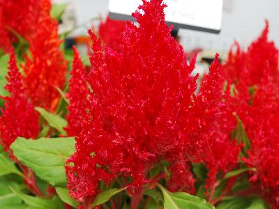 Ball Horticultural: First-Flame Celosia Red 