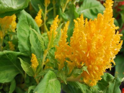 Ball Horticultural: First-Flame Celosia Yellow 