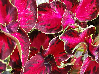 Hort Couture Plants: Coleus Chocolate-Covered-Cherry 