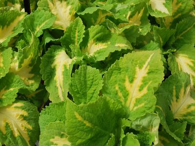 Kong-Jr. Coleus Green-Halo 