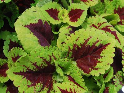 Kong-Jr. Coleus Lime-Vein 