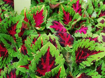Kong-Jr. Coleus Rose 