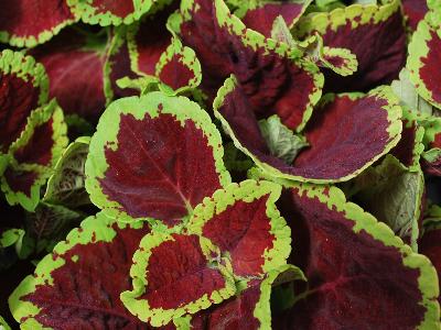 Kong-Jr. Coleus Scarlet 
