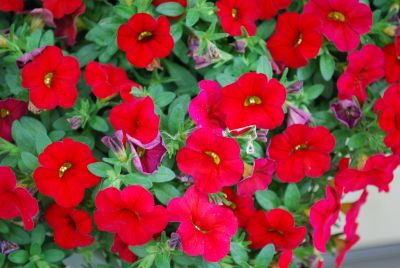 Cabaret Calibrachoa Bright Red 