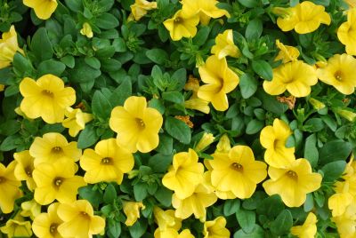 Ball Horticultural: Cabaret Calibrachoa Deep Yellow 