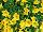 Ball Horticultural: Calibrachoa  'Deep Yellow' 