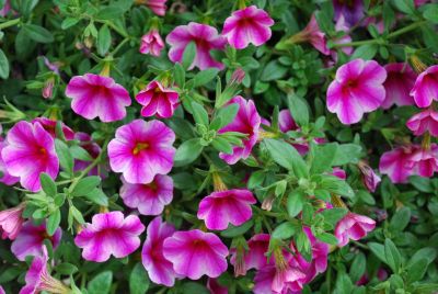 Can-Can Calibrachoa Hot Pink Star 