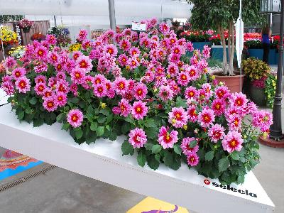 Dalaya Dahlia Yogi 