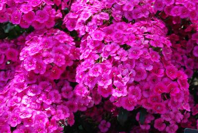 Ball Horticultural: Jolt&trade; Dianthus Pink 