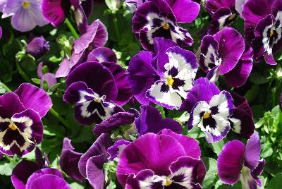 Spring Matrix™ Pansy Purple White 