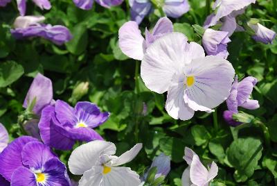 Spring Matrix™ Pansy Lavender Shades 