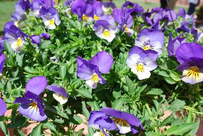 Cool Wave® Pansy Blue Skies