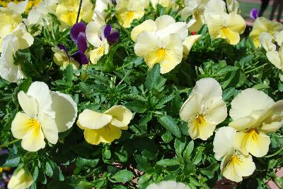 Cool Wave® Pansy Lemon Surprise 