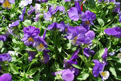 Cool Wave® Pansy Blue Skies 