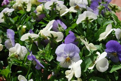 Sorbet&reg; XP Viola Yesterday, Today & Tomorrow