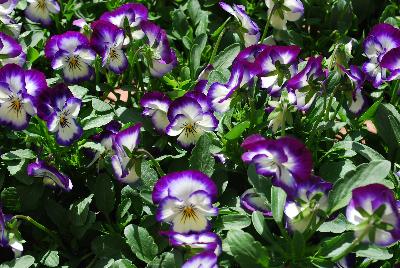 Sorbet&reg; XP Viola Coconut Swirl