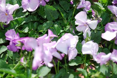 Sorbet® XP Viola Lavender Pink 