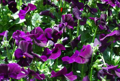 Sorbet® XP Viola Purple Improved 