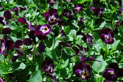 Sorbet® Viola Phantom 