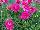 Ball Horticultural: Argyranthemum  'Crested Hot Pink' 