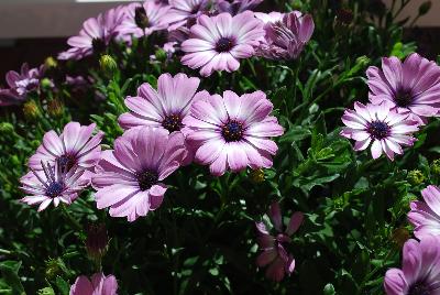 Zion Osteospermum Lavender with Purple Eye 