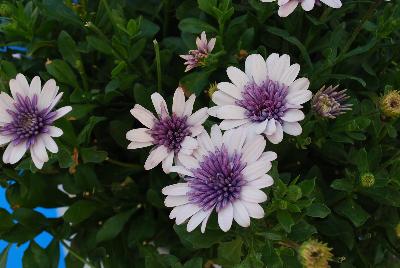 4D Osteospermum Violet Ice