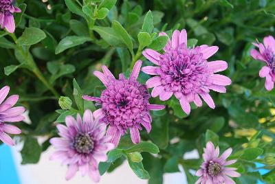 4D Osteospermum Pink