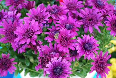 4D Osteospermum Purple