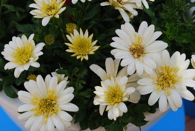 4D Osteospermum Lemon Ice