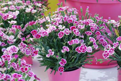 Island View Nursery: Dianthus Pink Kisses 